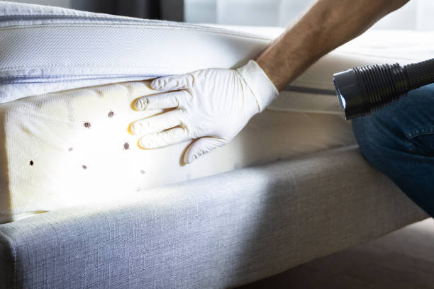 Best Local Pest Control Services  in Manning, SC